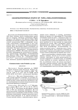 GRAMMATOSTOMIAS OVATUS SP. NOVA (MELANOSTOMIIDAE) -  тема научной статьи по биологии из журнала Вопросы ихтиологии