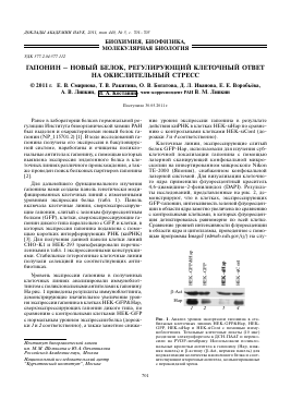 ГАПОНИН  НОВЫЙ БЕЛОК, РЕГУЛИРУЮЩИЙ КЛЕТОЧНЫЙ ОТВЕТ НА ОКИСЛИТЕЛЬНЫЙ СТРЕСС -  тема научной статьи по математике из журнала Доклады Академии наук